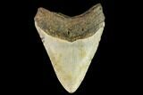 Fossil Megalodon Tooth - North Carolina #109860-2
